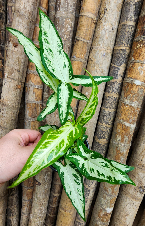 Syngonium &