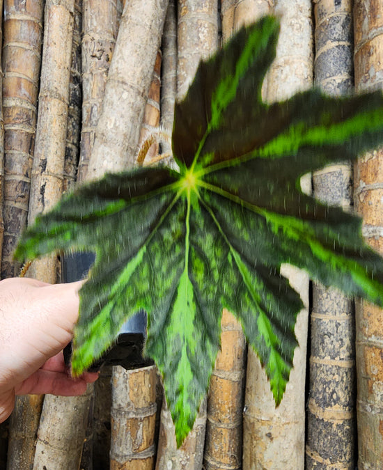 Begonia &