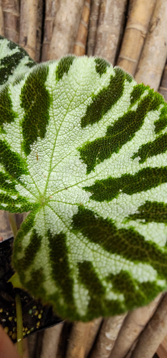 Begonia &
