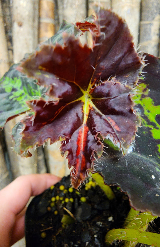 Begonia &