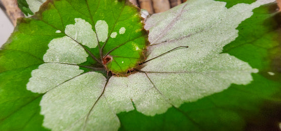 Begonia &