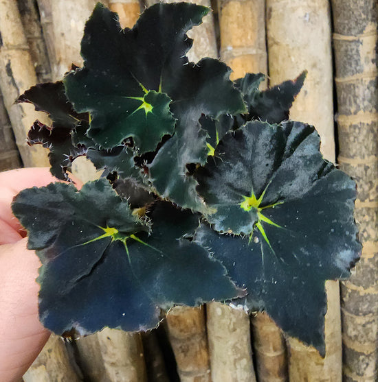 Begonia &