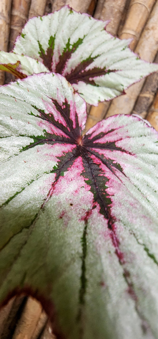 Begonia &