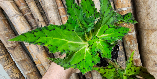 Begonia &