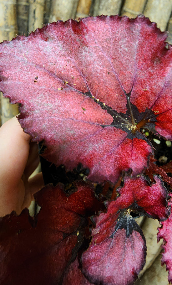 Begonia &