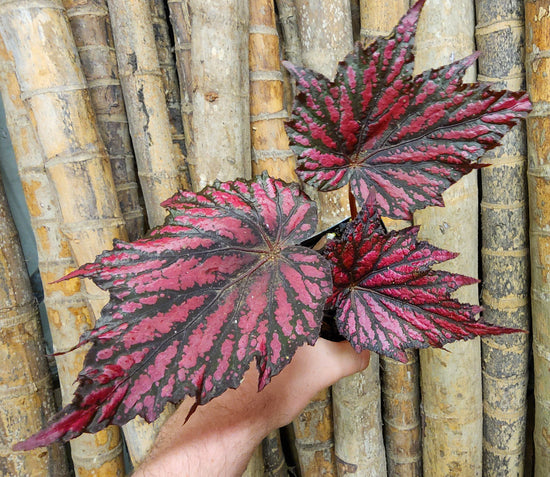 Begonia &