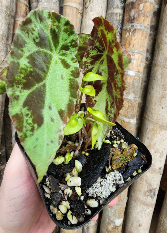 Begonia burkillii A88