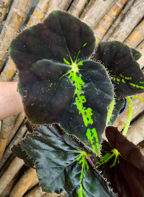 Begonia &