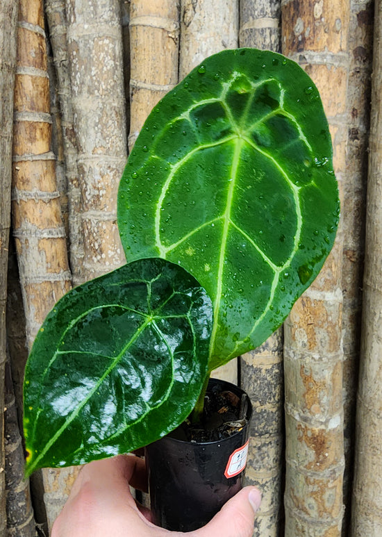 Anthurium &