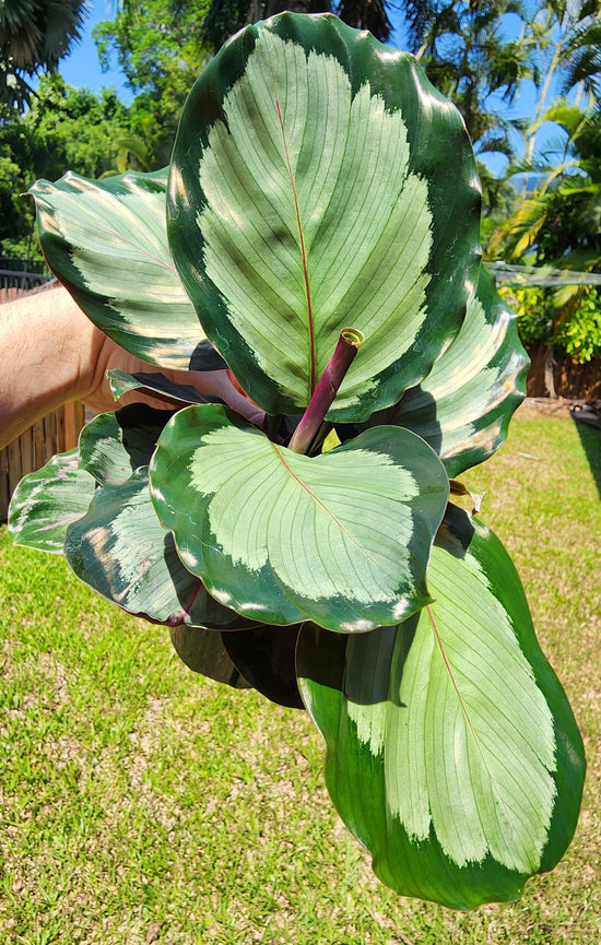 Calathea Northern Lights&