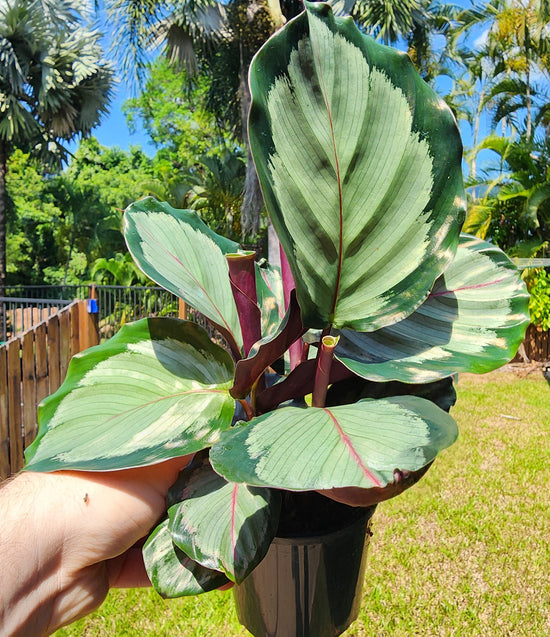 Calathea Northern Lights&
