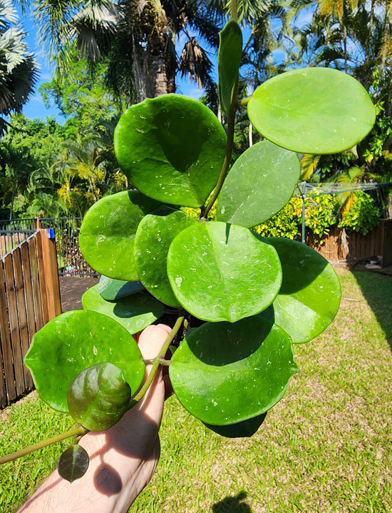 Hoya obovata &