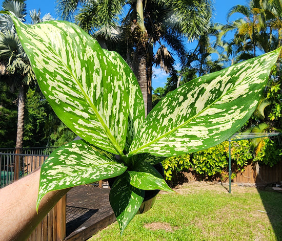 Dieffenbachia &
