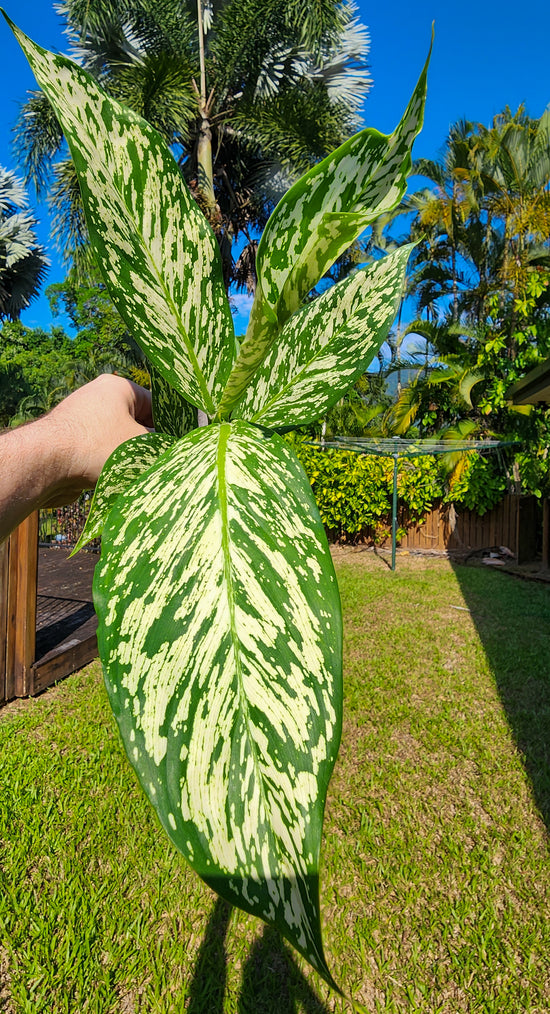 Dieffenbachia &