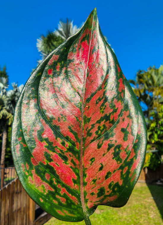 Aglaonema &