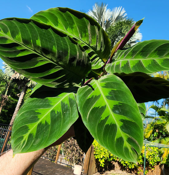 Calathea &