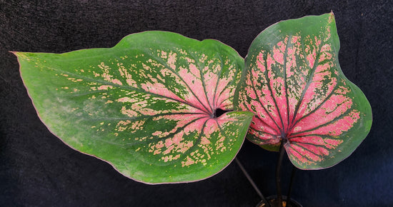 Caladium ST149