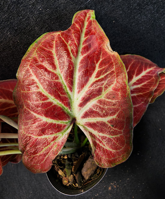 Caladium &