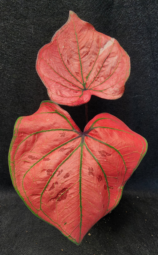 Caladium  ST78