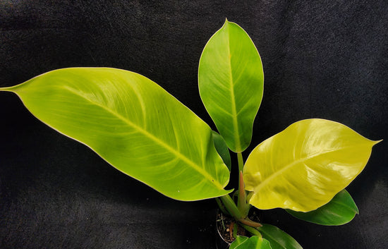 Philodendron &