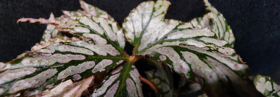 Begonia &