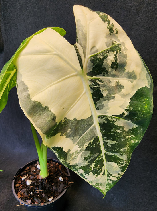 Alocasia &