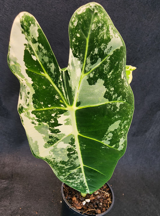 Alocasia &