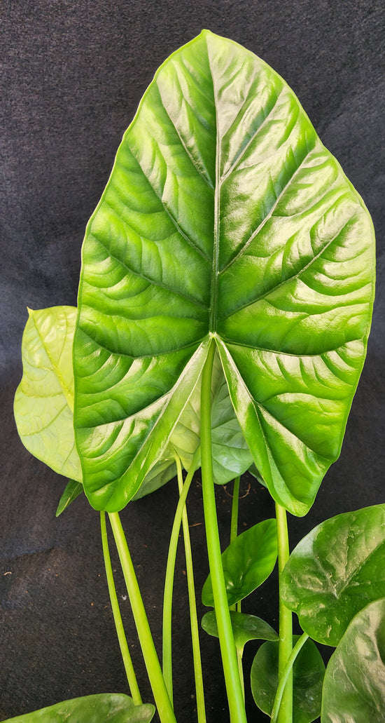 Alocasia &