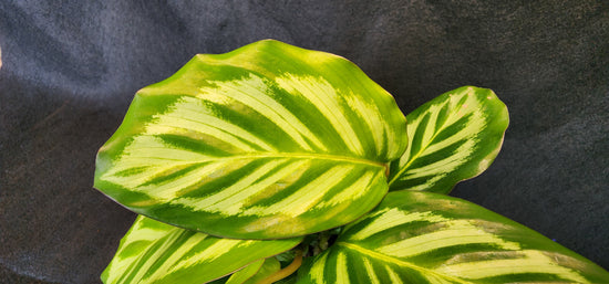 Calathea &