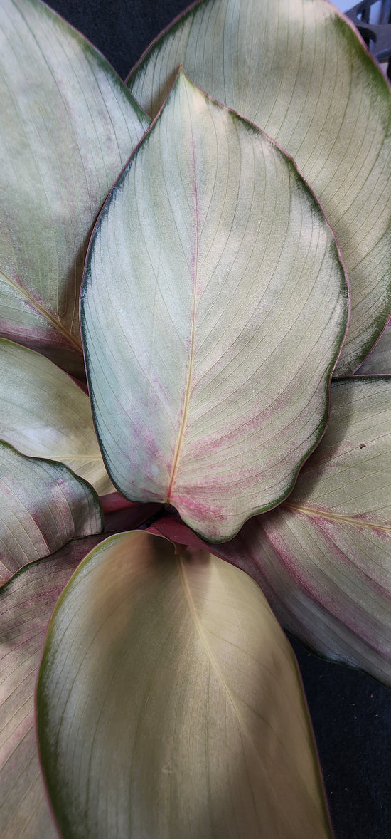 Calathea &