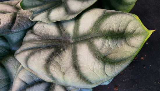 Alocasia &