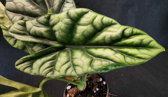 Alocasia &