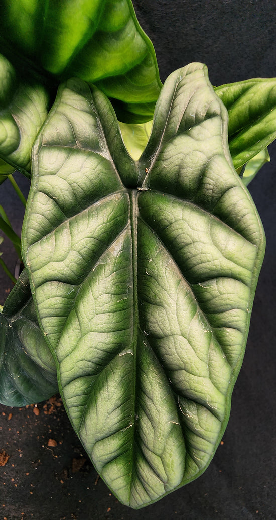 Alocasia &