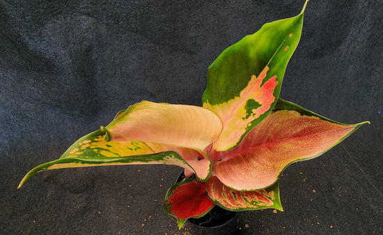 Aglaonema &