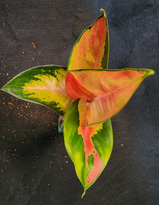 Aglaonema &