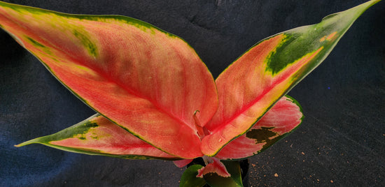 Aglaonema &