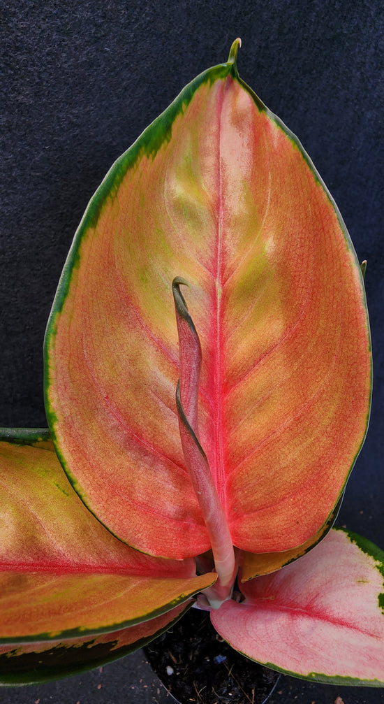 Aglaonema &