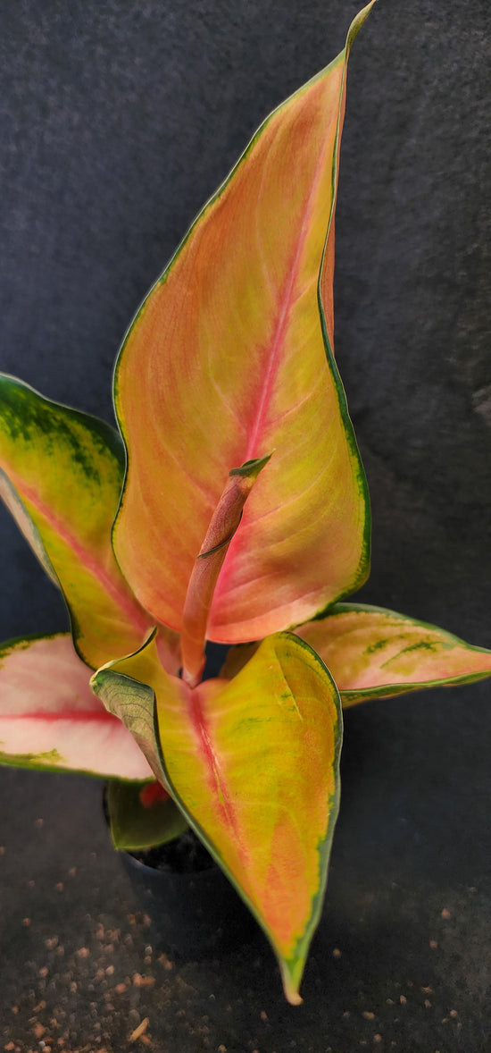 Aglaonema &