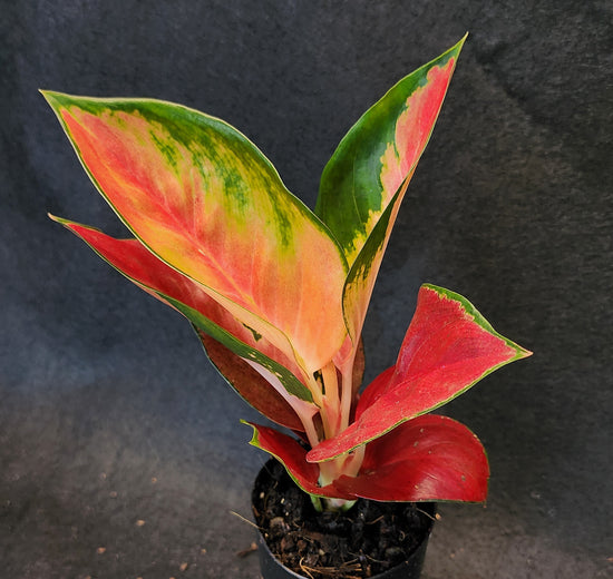 Aglaonema &