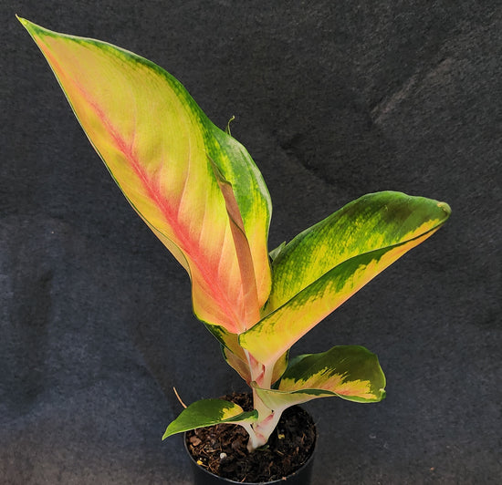 Aglaonema &