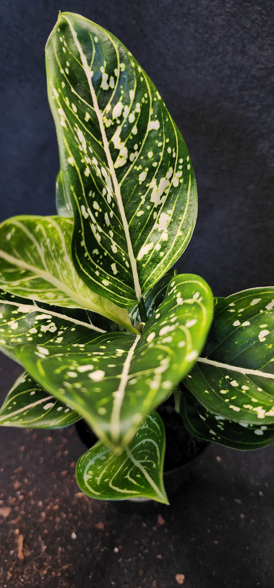 Aglaonema &