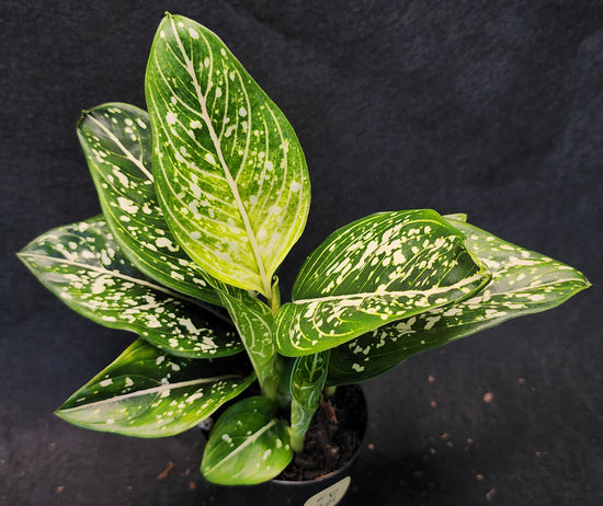 Aglaonema &