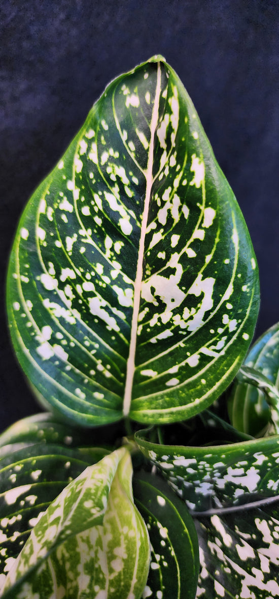 Aglaonema &