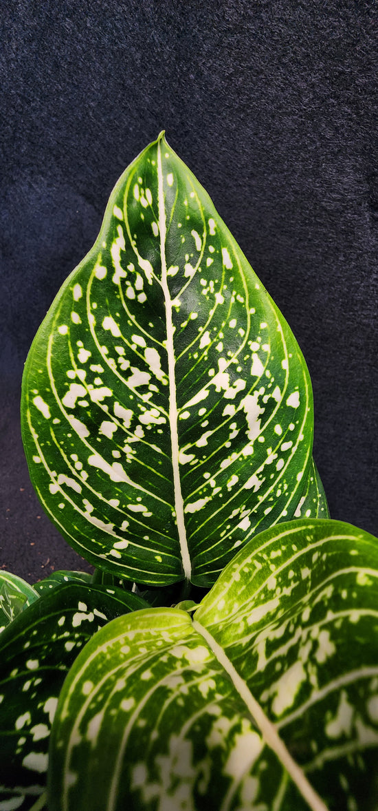 Aglaonema &
