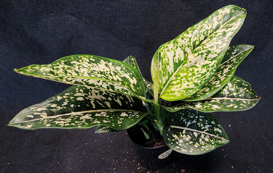 Aglaonema &
