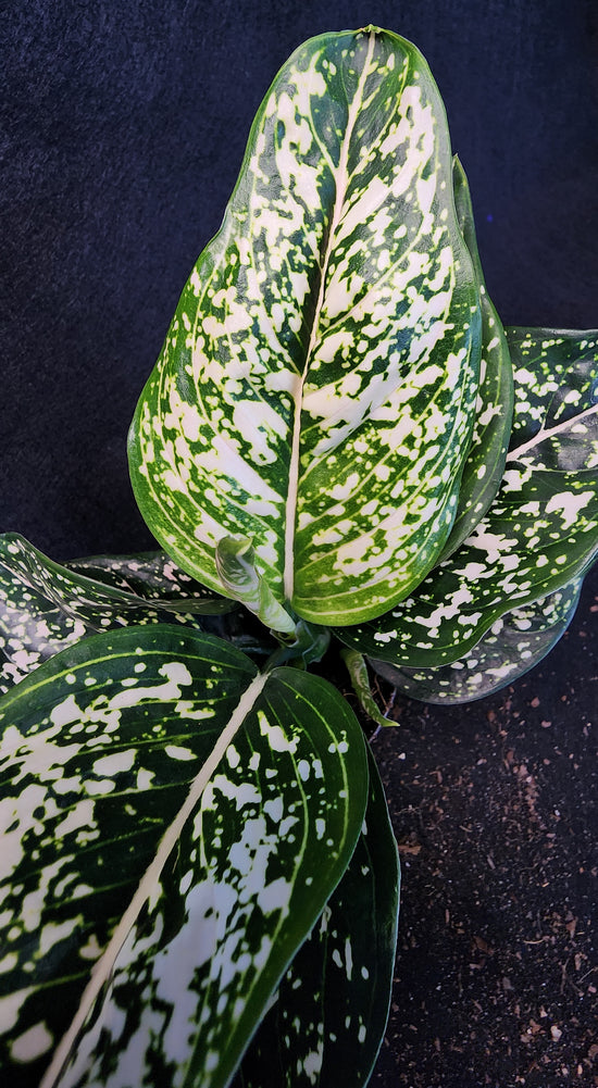 Aglaonema &