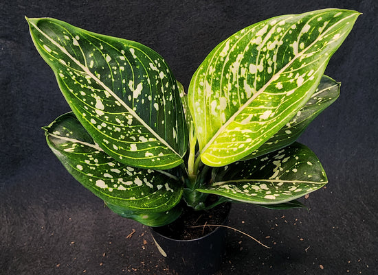 Aglaonema &