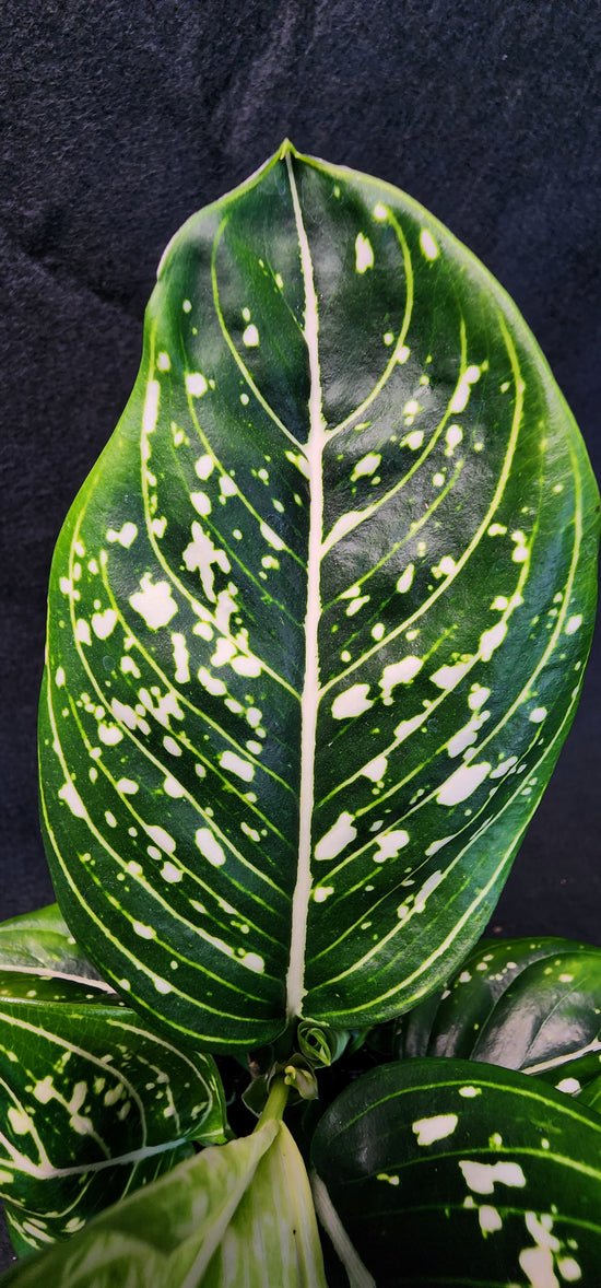 Aglaonema &