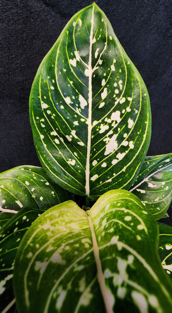 Aglaonema &