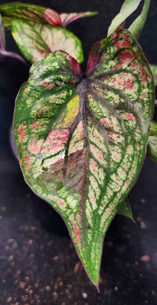 Caladium FD310
